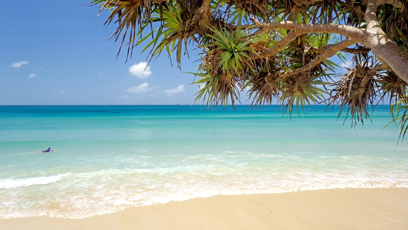 White sand beach with palm trees and lone surfer in clear, turquoise water at Main Beach.