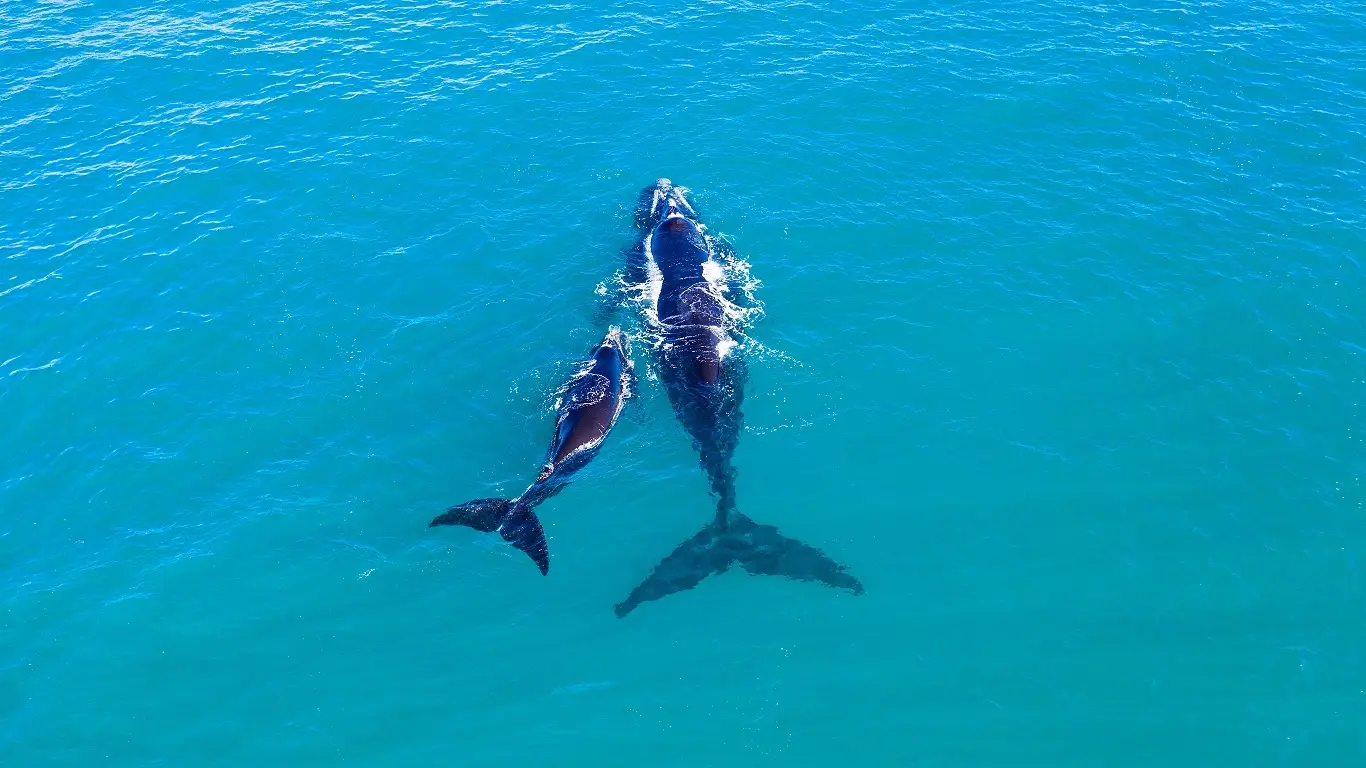 Aerial view of Southern Right whale calf and its mother in the aquamarine waters off Dunsborough, Western Australia. Image credit: stock.adobe.com