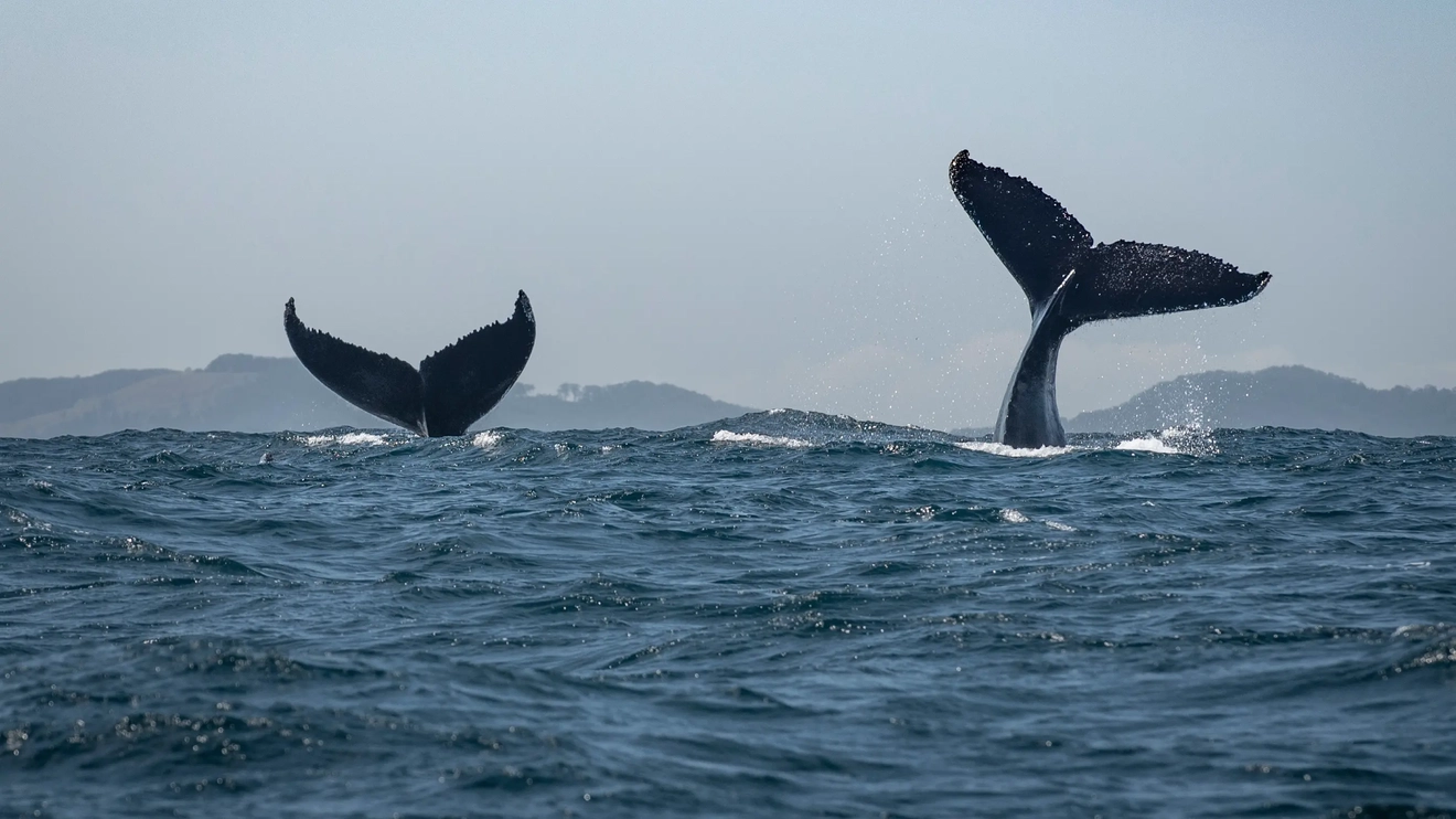 Two whale tails peaking out from the ocean at Cape Byron Marine Park. Image credit: stock.adobe.com