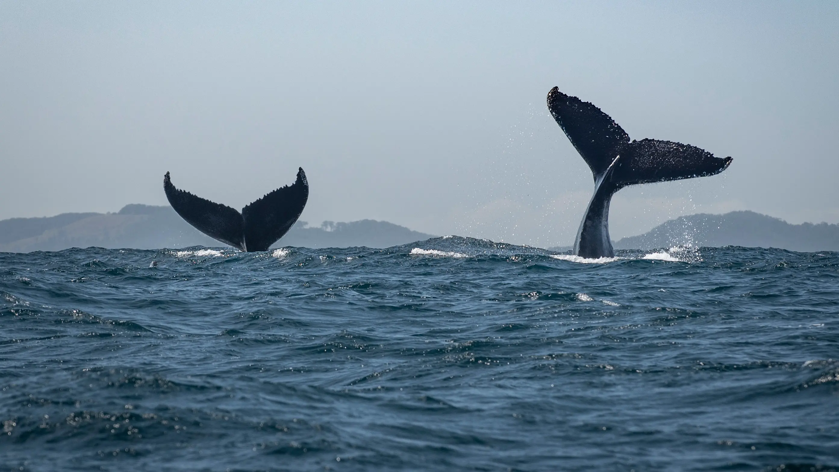 Two whale tails peaking out from the ocean at Cape Byron Marine Park. Image credit: stock.adobe.com
