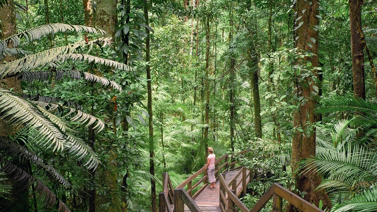 Stretch your legs by exploring the Daintree rainforest