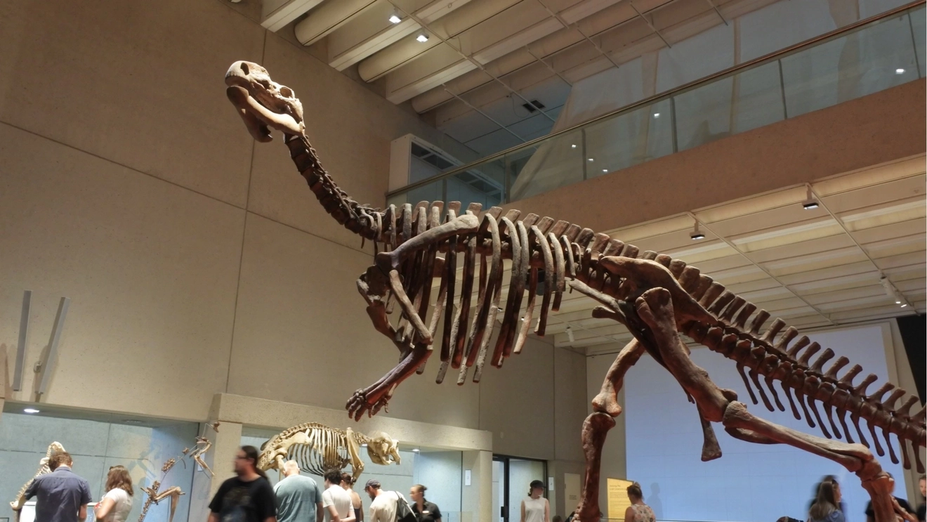 Life-size dinosaur skeleton in foreground and people in background inside Queensland Museum, Brisbane.