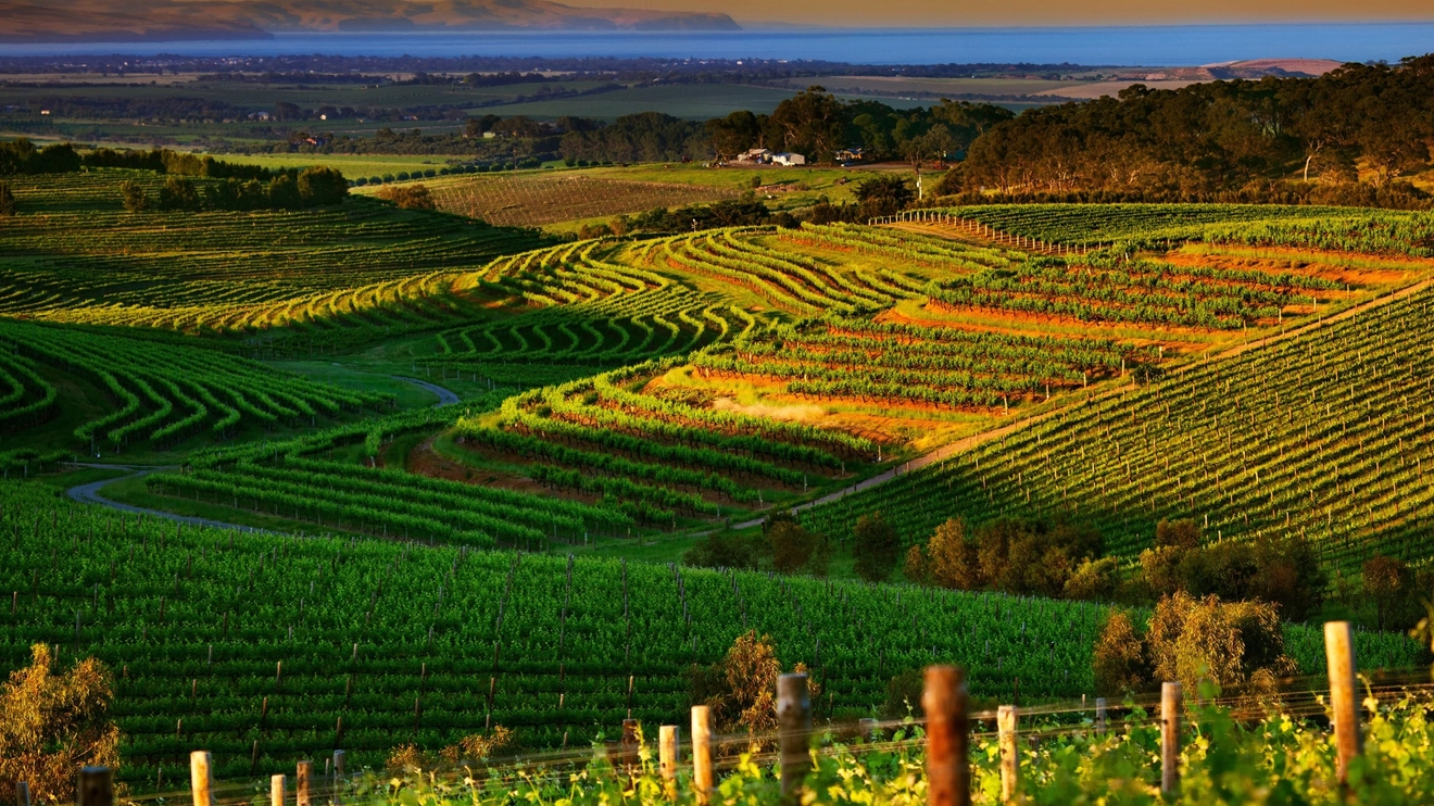 Rolling hill with vineyards and ocean in the background at McLaren Vale, Fleurieu Peninsula. Image credit: South Australia Tourism Commission