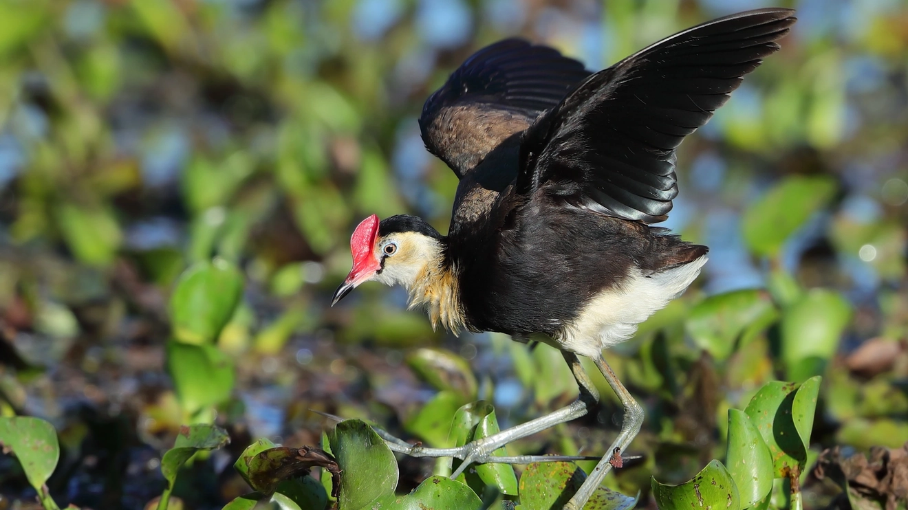 A comb-crested jacana balances on waterlilies in the sun at Mackay Botanic Gardens.