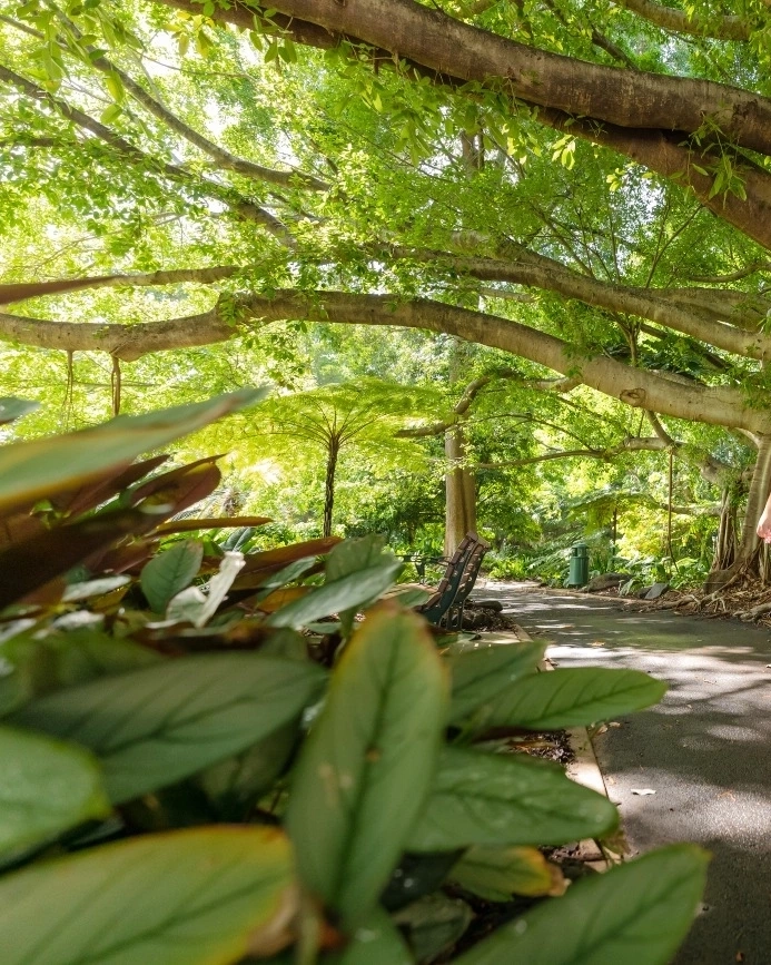 Woman walking among enormous trees. Image credit: Tourism and Events Queensland