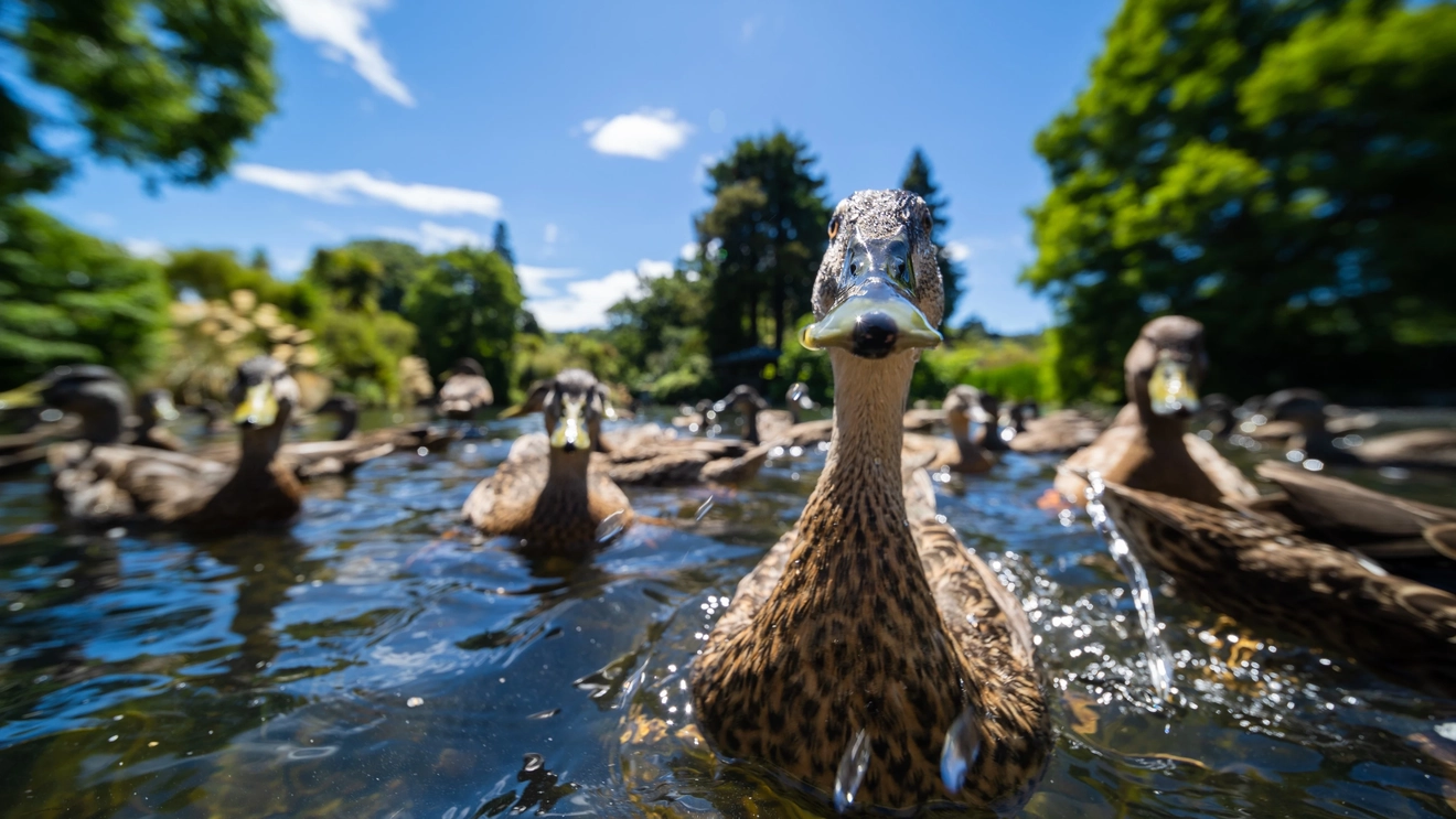 A close-up of ducks on a pond, Dunedin Botanic Gardens. Image credit: Dunedin NZ