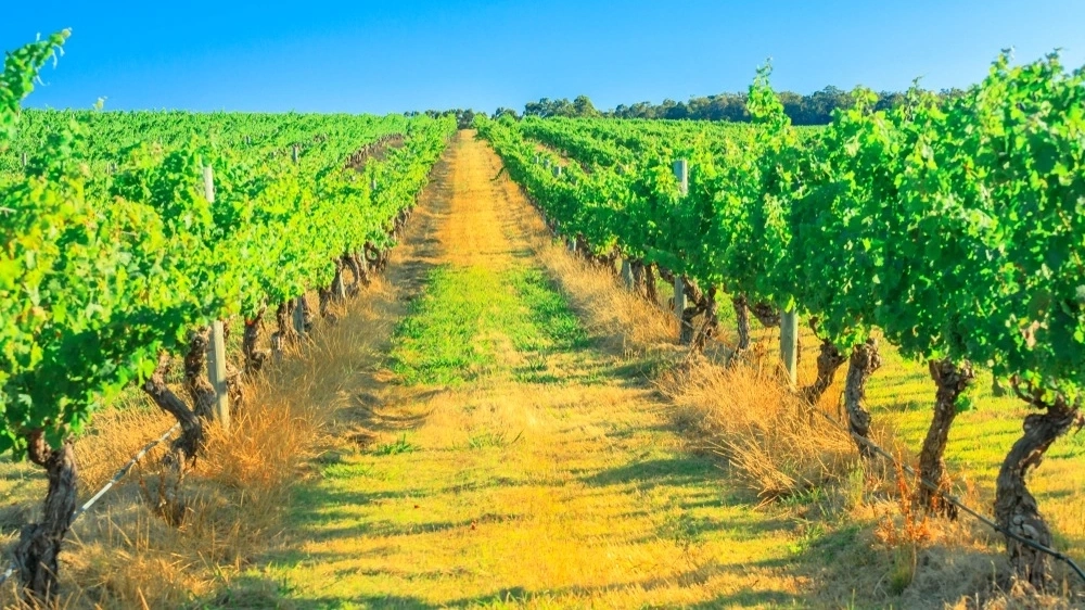 Rows of white grapes in Wilyabrup in famous Margaret River Wine Region. 