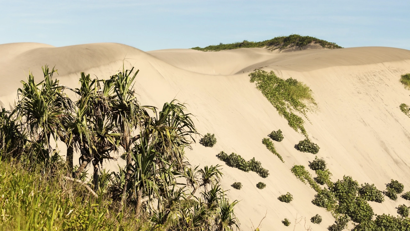 A towering sand dune dotted with shrubs, with palms in the foreground, at Sigatoka Sand Dunes National Park, Fiji. Image credit: stock.adobe.com
