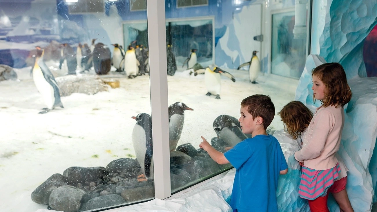 Children looking at penguins at Sea Life.