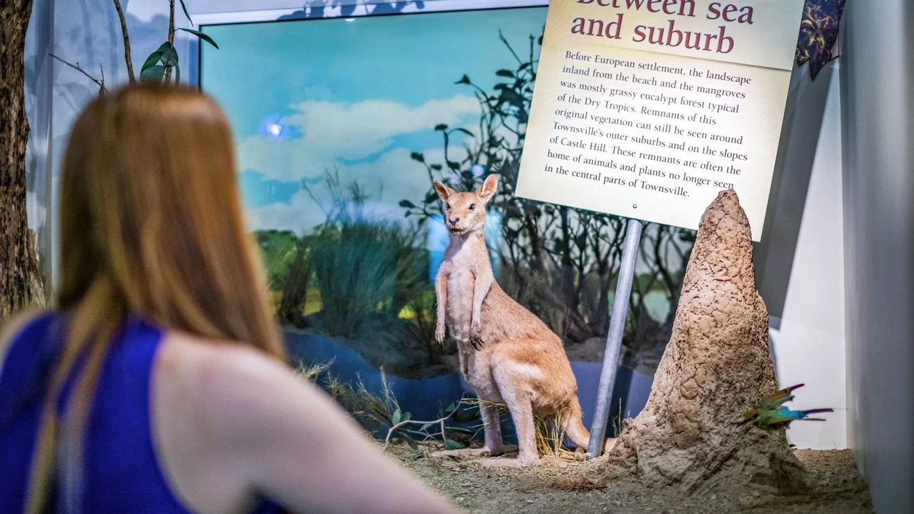 Person looking at exhibition featuring taxidermy kangaroo next to a sign that reads 'Between sea and suburb' at the Museum of Tropical Queensland. Image credit: Megan Mackinnon/Townsville Enterprise