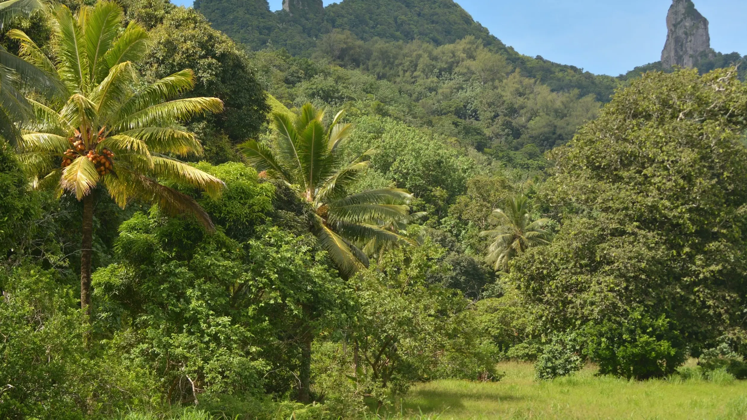 The verdant, craggy peaks of Te Rua Manga and surrounding forest, Rarotonga. Image credit: stock.adobe.com