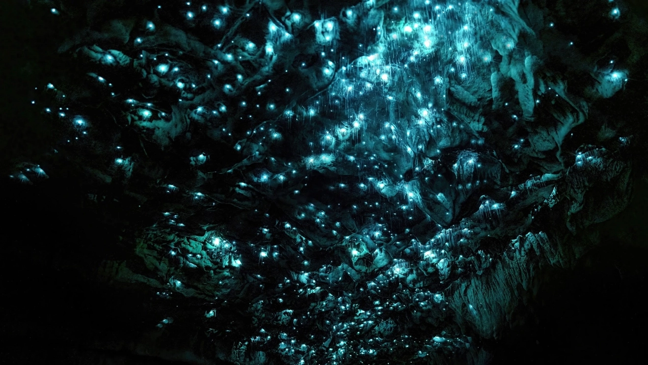 Glow worms cast a mysterious blue glow over one of the Waitomo Caves, Waikato region, New Zealand. Image credit: stock.adobe.com