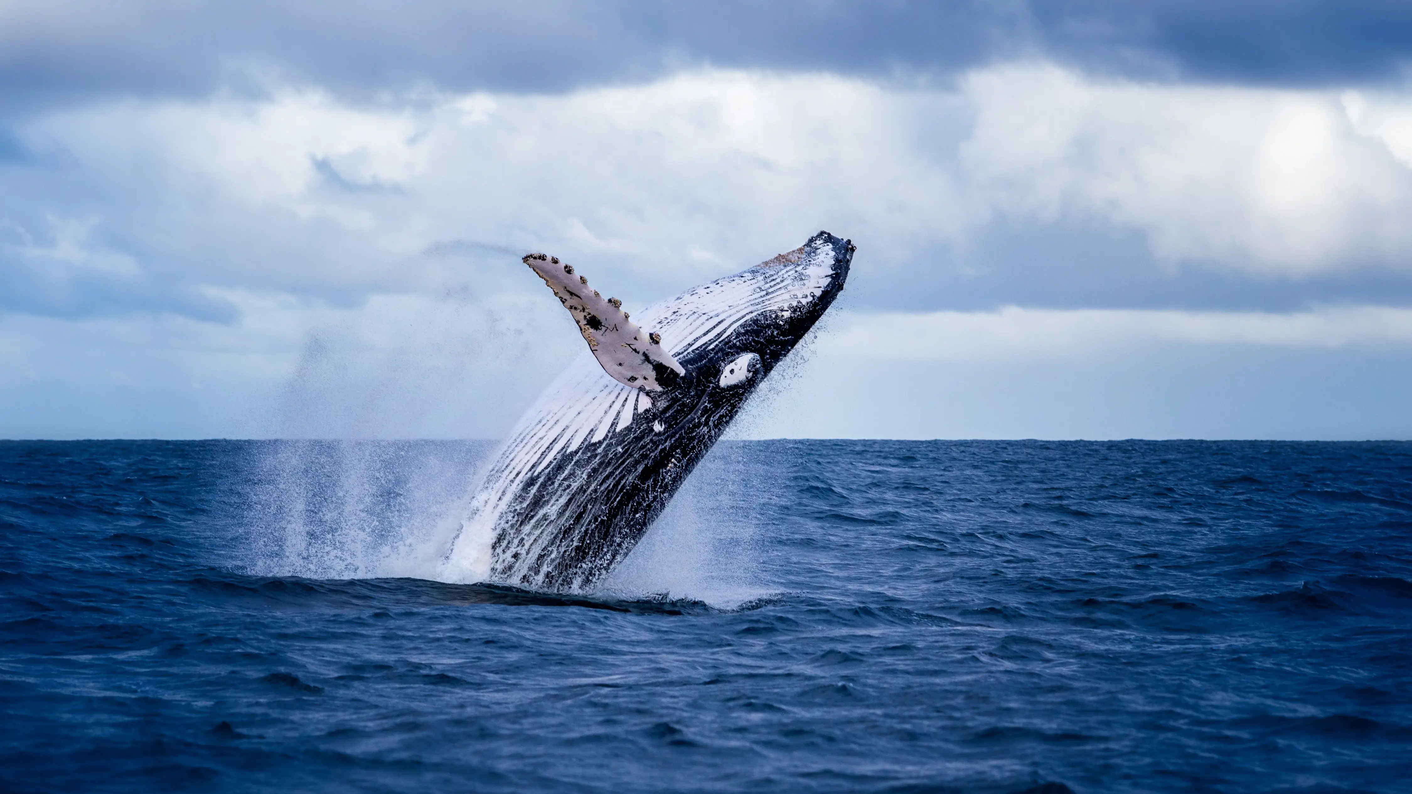 Humpback whale flipping backwards out of the ocean on a sunny day. Image credit: Shutterstock