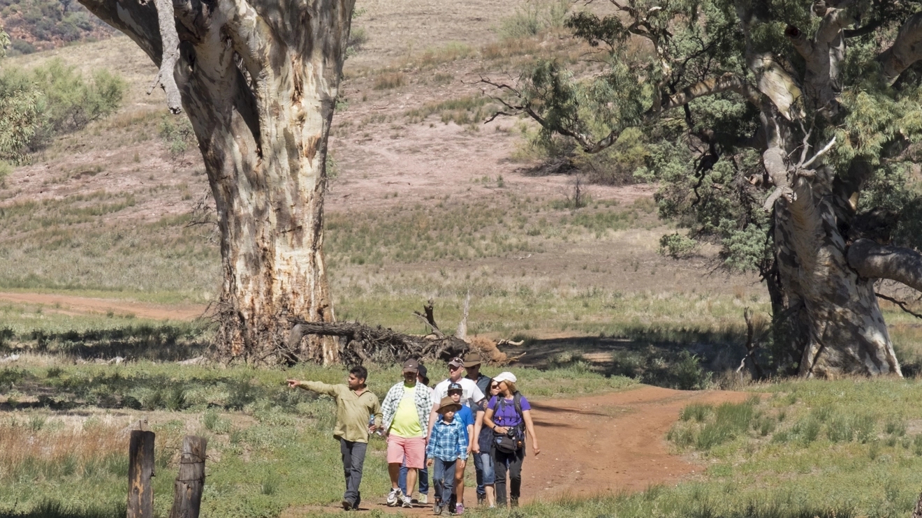 Aboriginal culture walking tour at Wilpena Pound Resort, Flinders Ranges, South Australia.