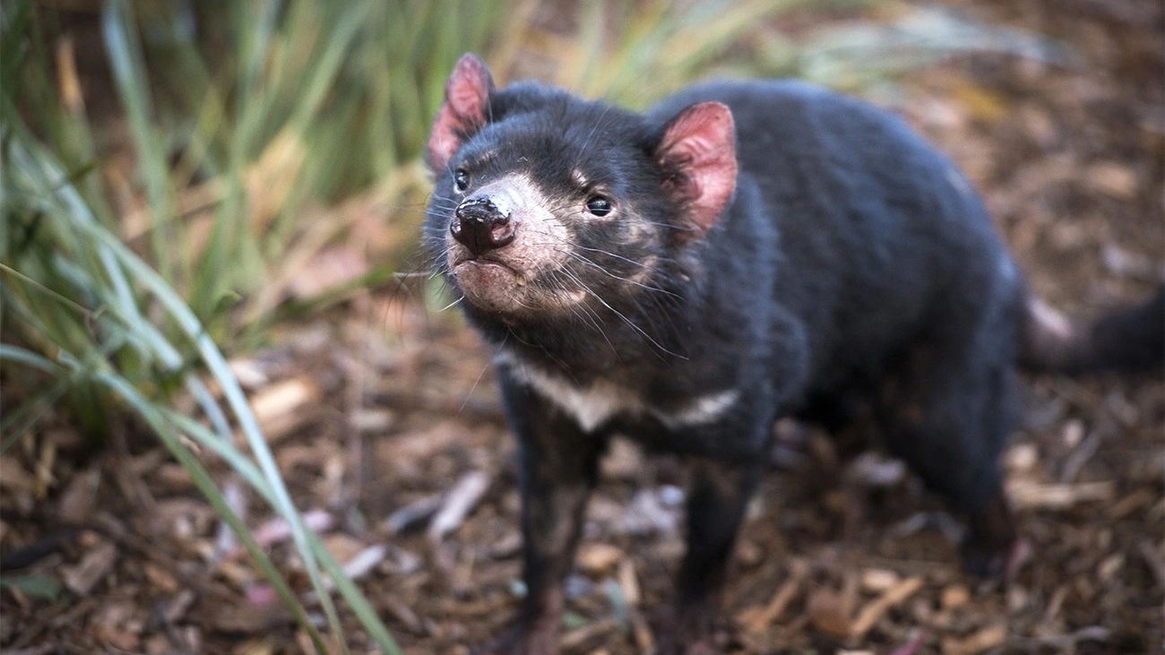 A Tasmanian Devil.