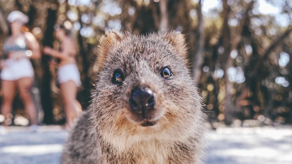 Quokka at Rottnest Island. 