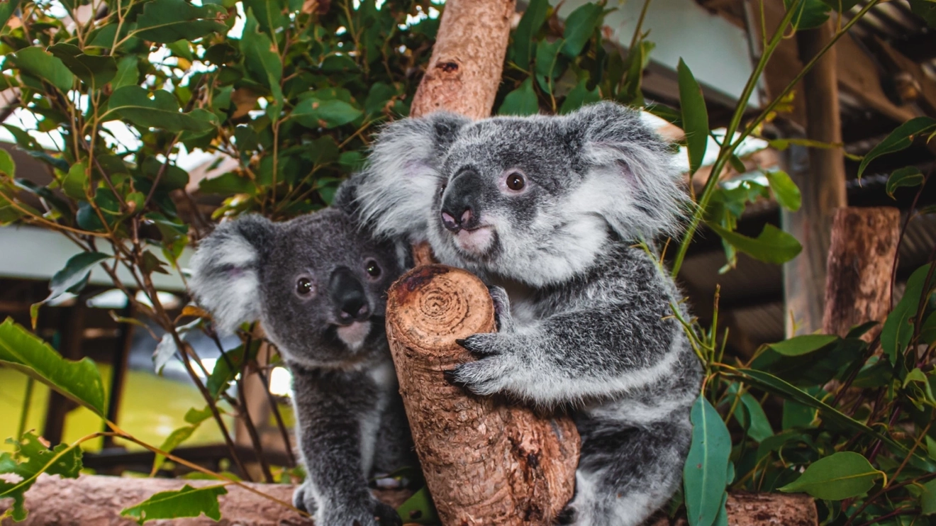 Two koalas in a tree at Rainforestation Nature Park in Kuranda, Tropical North Queensland. Image credit: Shutterstock