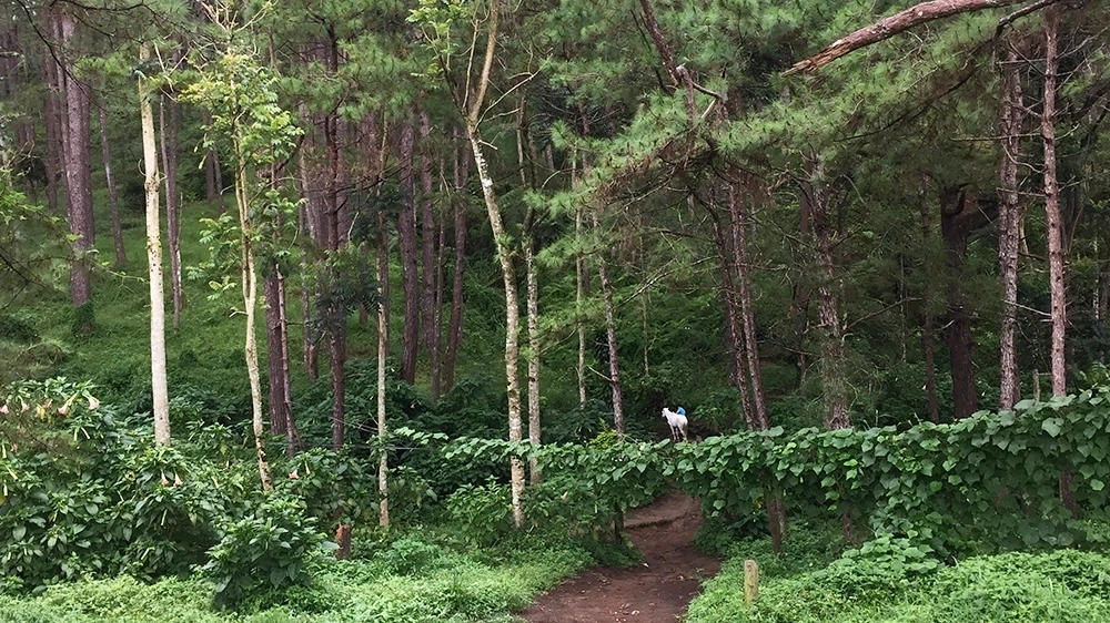 Camp John Hay’s Yellow Trail