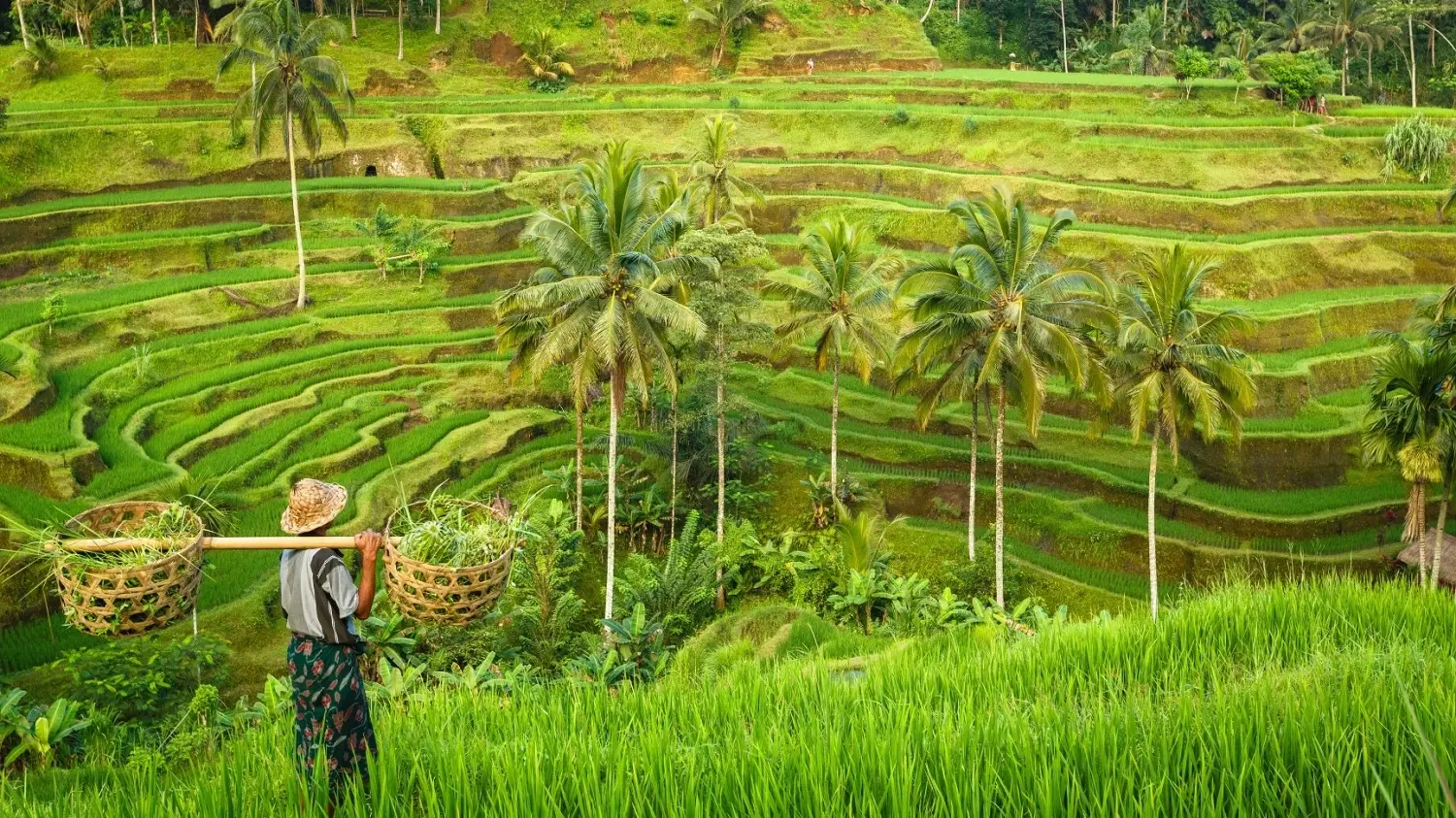 Balinese worker carrying baskets on his shoulder surveys beautiful green rice terraces. Image credit: stock.adobe.com