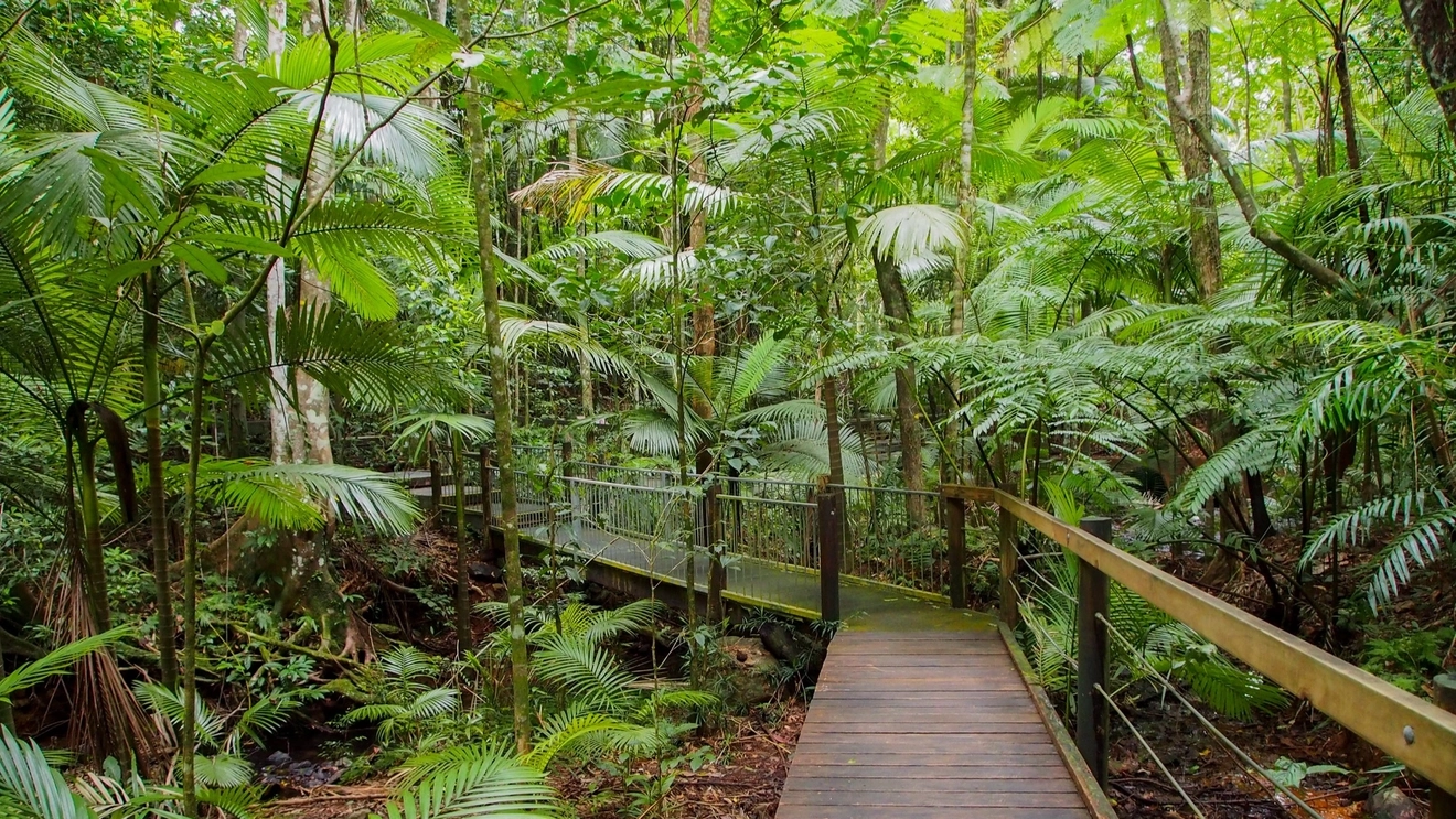 Boardwalk surrounded by tropical rainforest in Cairns, Tropical North Queensland. Image credit: Shutterstock