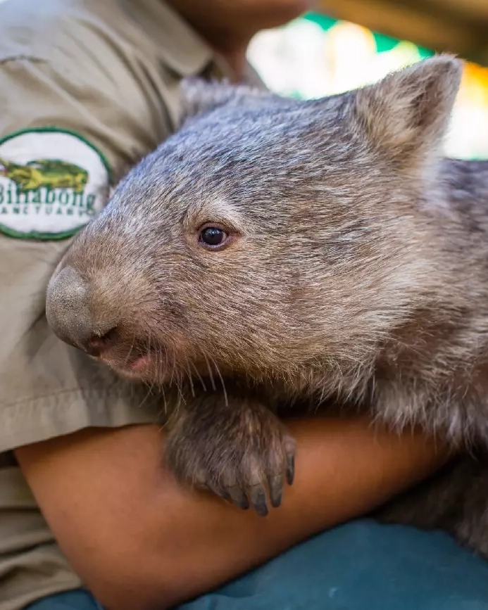 A wombat turning on the cute at Billabong Sanctuary, outside of Townsville. Image credit: @youngadventuress/Townsville Enterprise