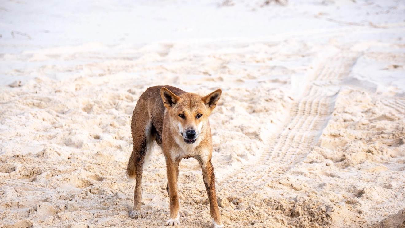 A dingo on the beach on K’gari (Fraser Island). Image credit: Tourism and Events Queensland