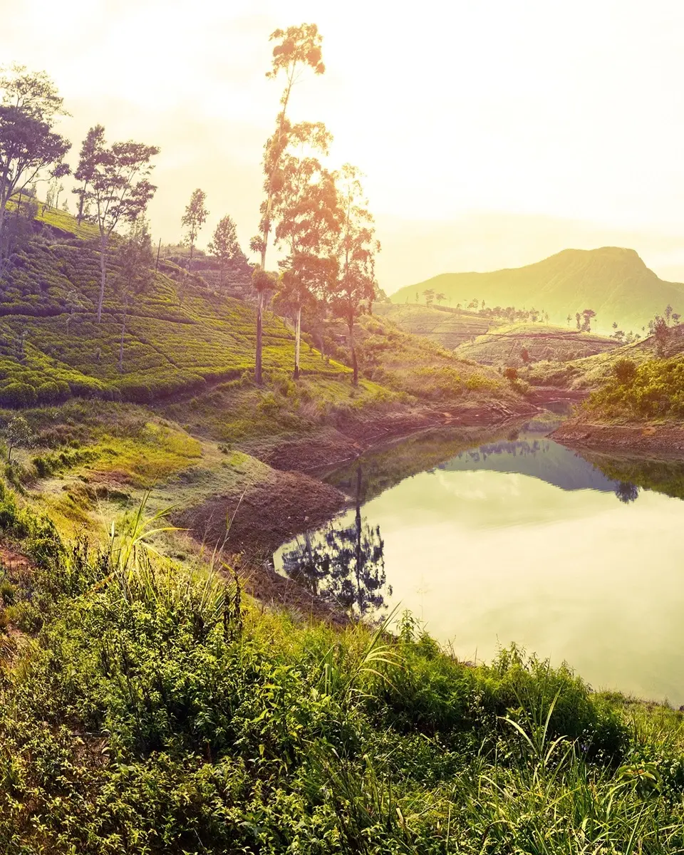 Lush, green Sri Lankan tea field on hill slopes, with lake in foreground. Image credit: stock.adobe.com