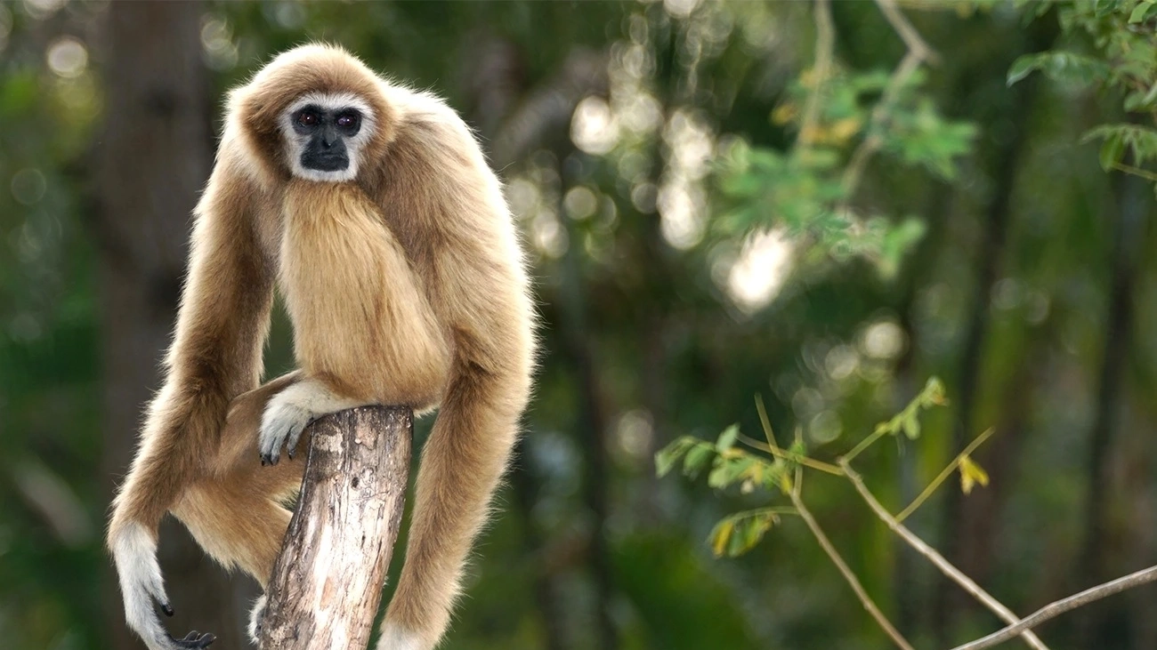 Gibbon on a tree branch.