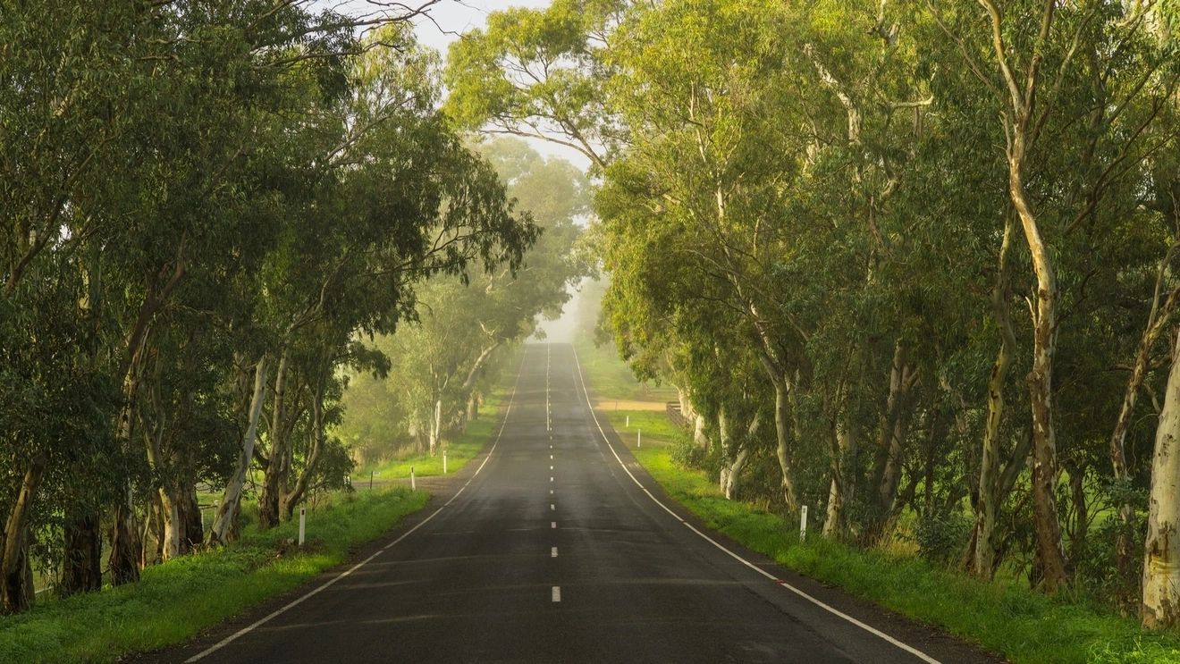 Road flanked by trees in the Adelaide Hills, South Australia.