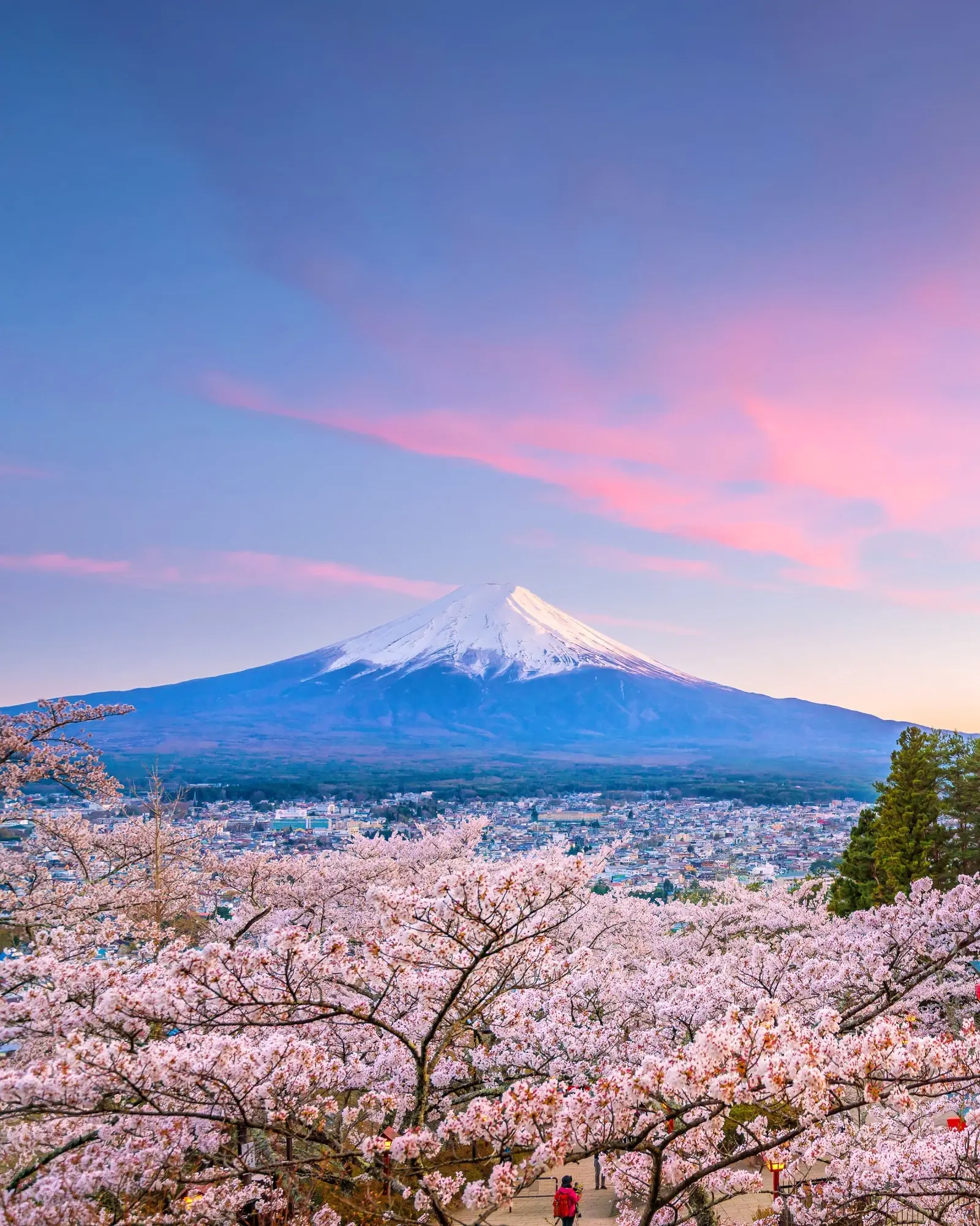 A pink sunset sky over snowcapped Mount Fuji with a red pagoda and pink cherry blossoms in the foreground. Image credit: stock.adobe.com