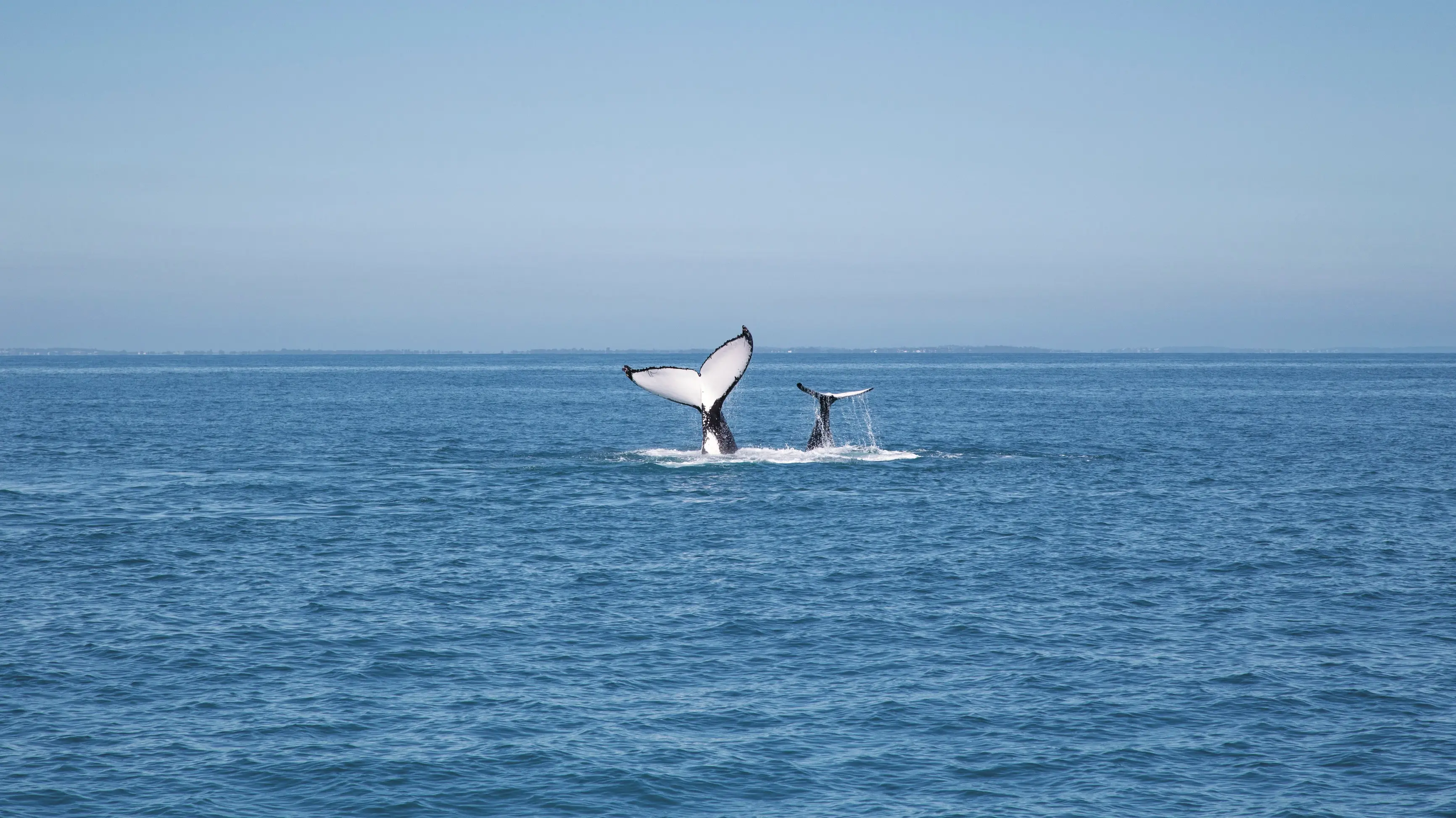 Two humpback whales' tails splashing in the water off the coast of Hervey Bay, Queensland. Image credit: Tourism and Events Queensland