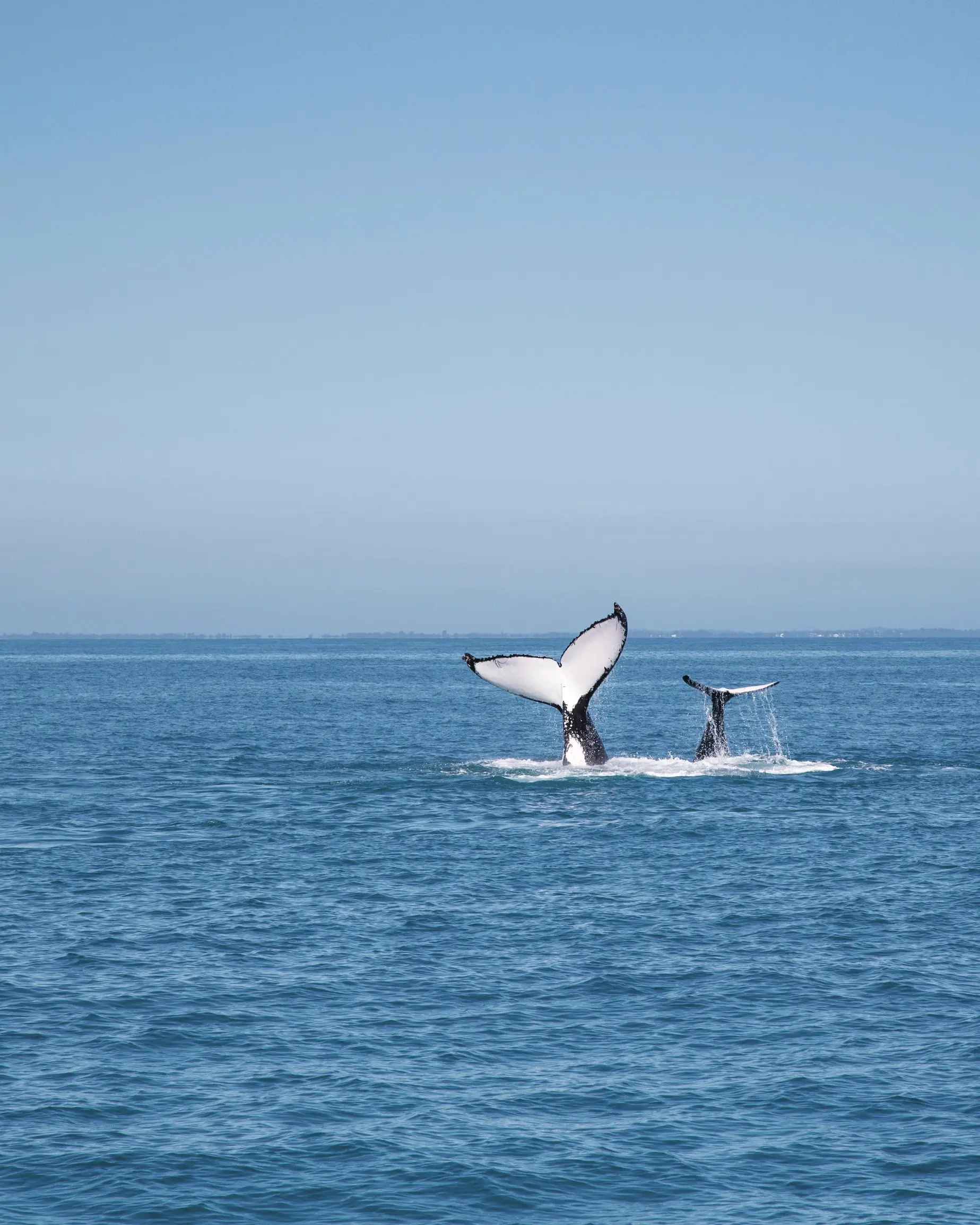 Two humpback whales' tails splashing in the water off the coast of Hervey Bay, Queensland. Image credit: Tourism and Events Queensland