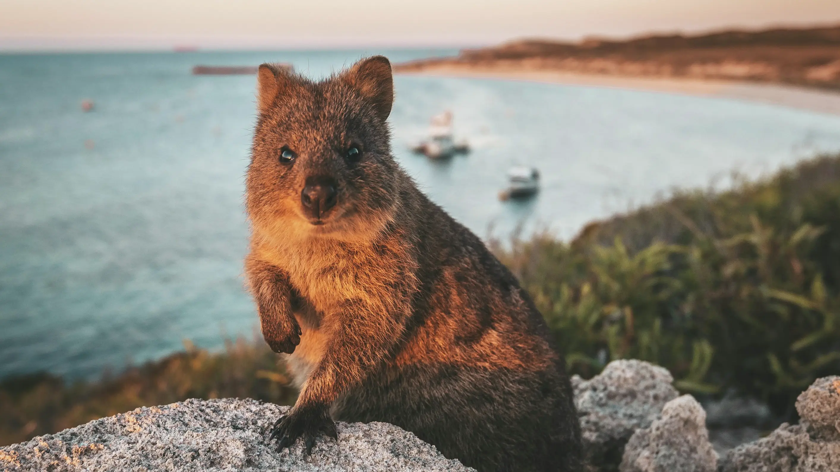 Quokka on Rottnest Island looking at the camera, with a tranquil bay in the background. Image credit: Tourism Western Australia