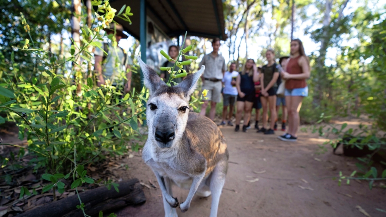 Close-up of wallaby with children in the background at Territory Wildlife Park. Image credit: Tourism NT/Shanna McNaught