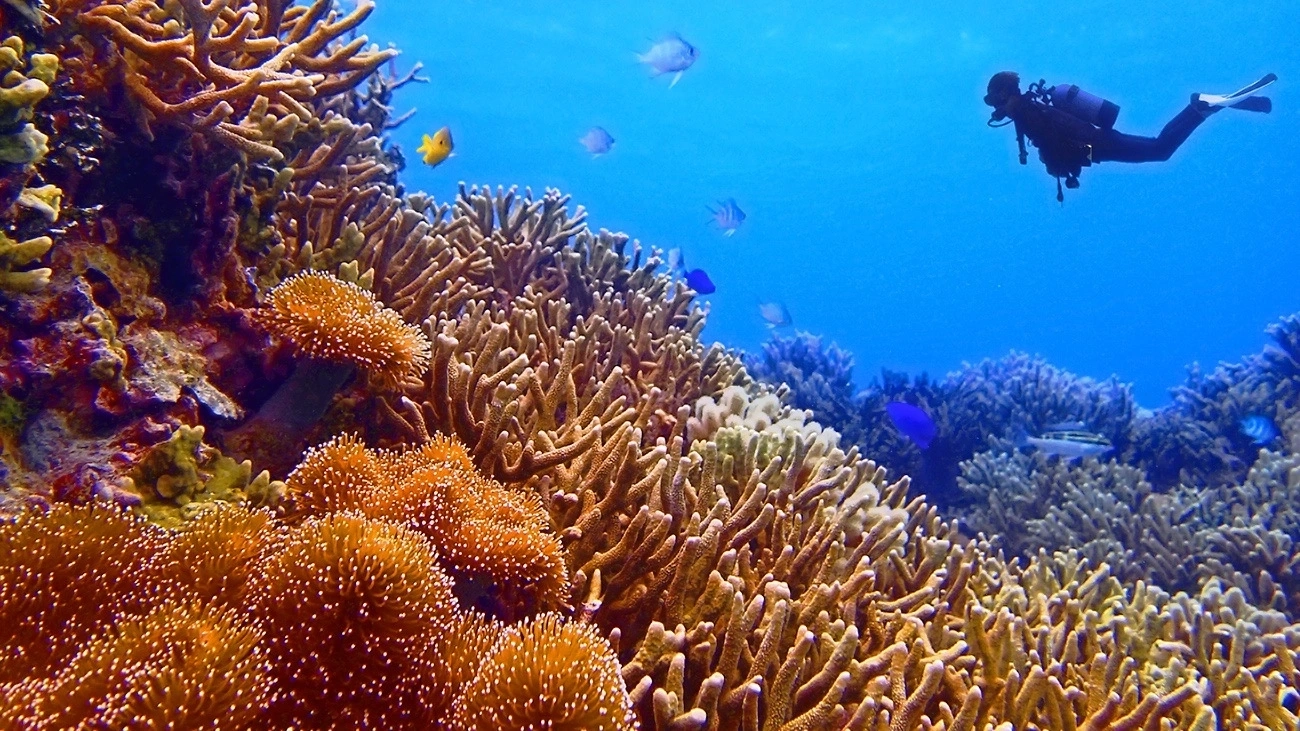 A scuba diver underwater.
