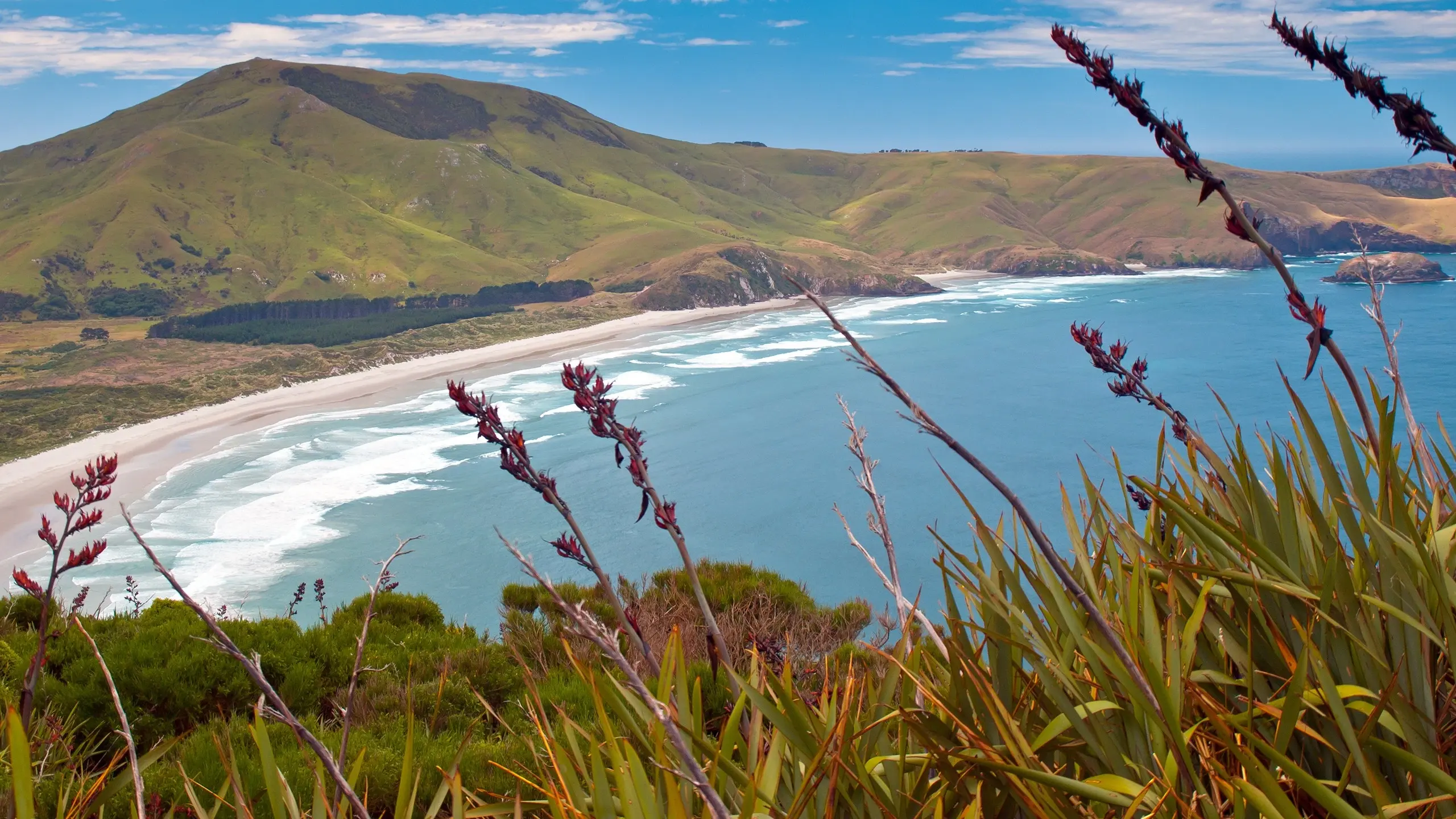 A rugged surf beach with green farmland in the hills behind and flax in the foreground, Dunedin, New Zealand. Image credit: Shutterstock