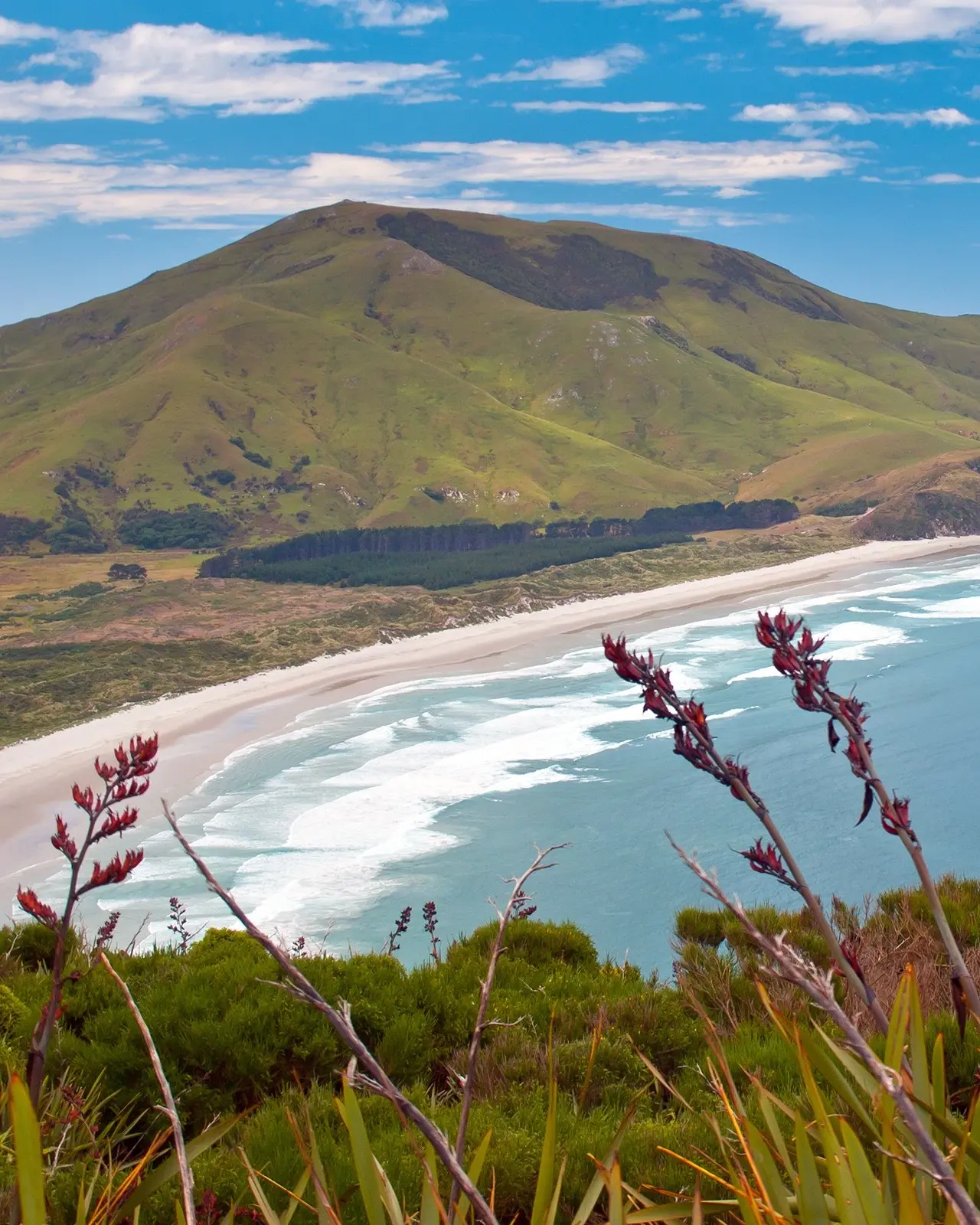 A rugged surf beach with green farmland in the hills behind and flax in the foreground, Dunedin, New Zealand. Image credit: Shutterstock