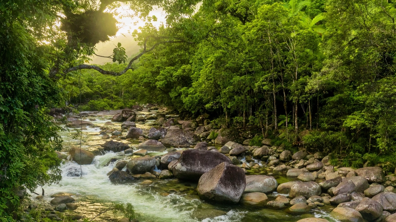 Rainforest riverbanks and water flowing over boulders in Mossman River.
