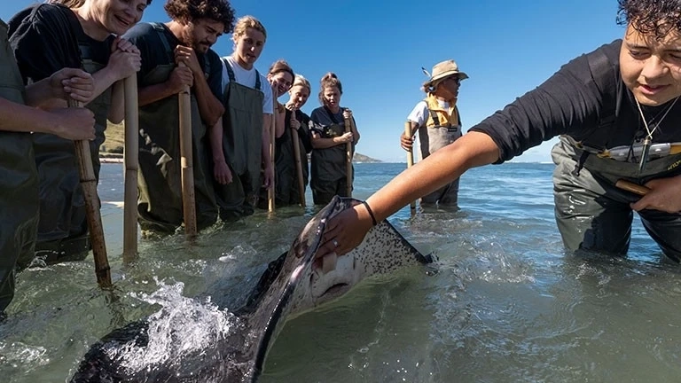 A group of people in waders standing in the water watching a guide who has their hand on a large ray.