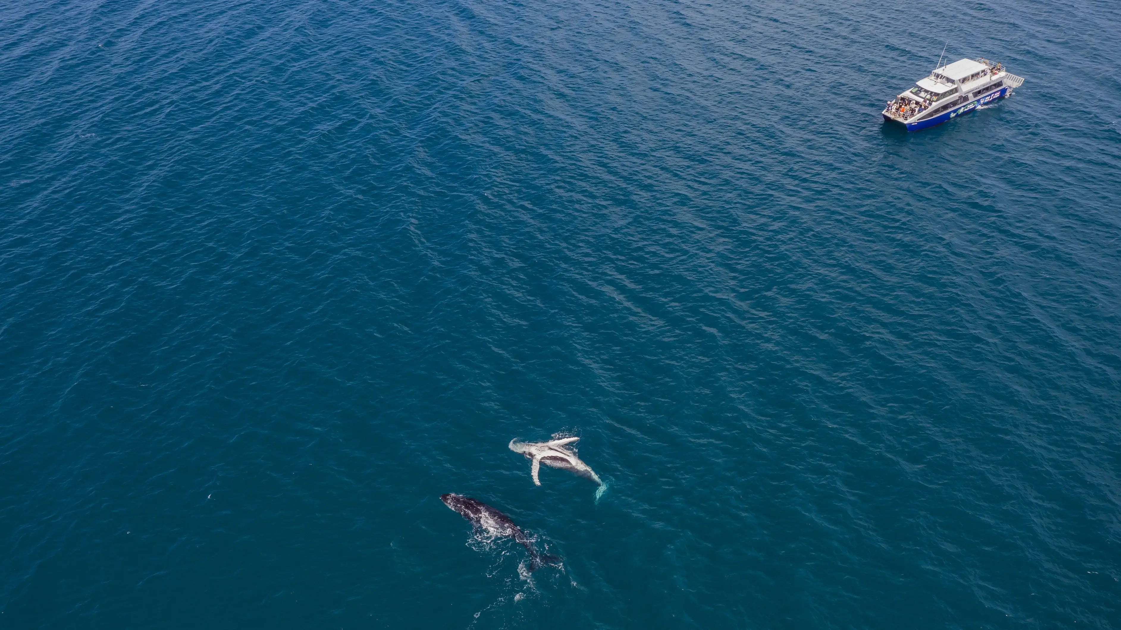 Two humpback whales and the Freedom III whale-watching tour boat off the coast of Hervey Bay, Queensland. Image credit: Tourism and Events Queensland