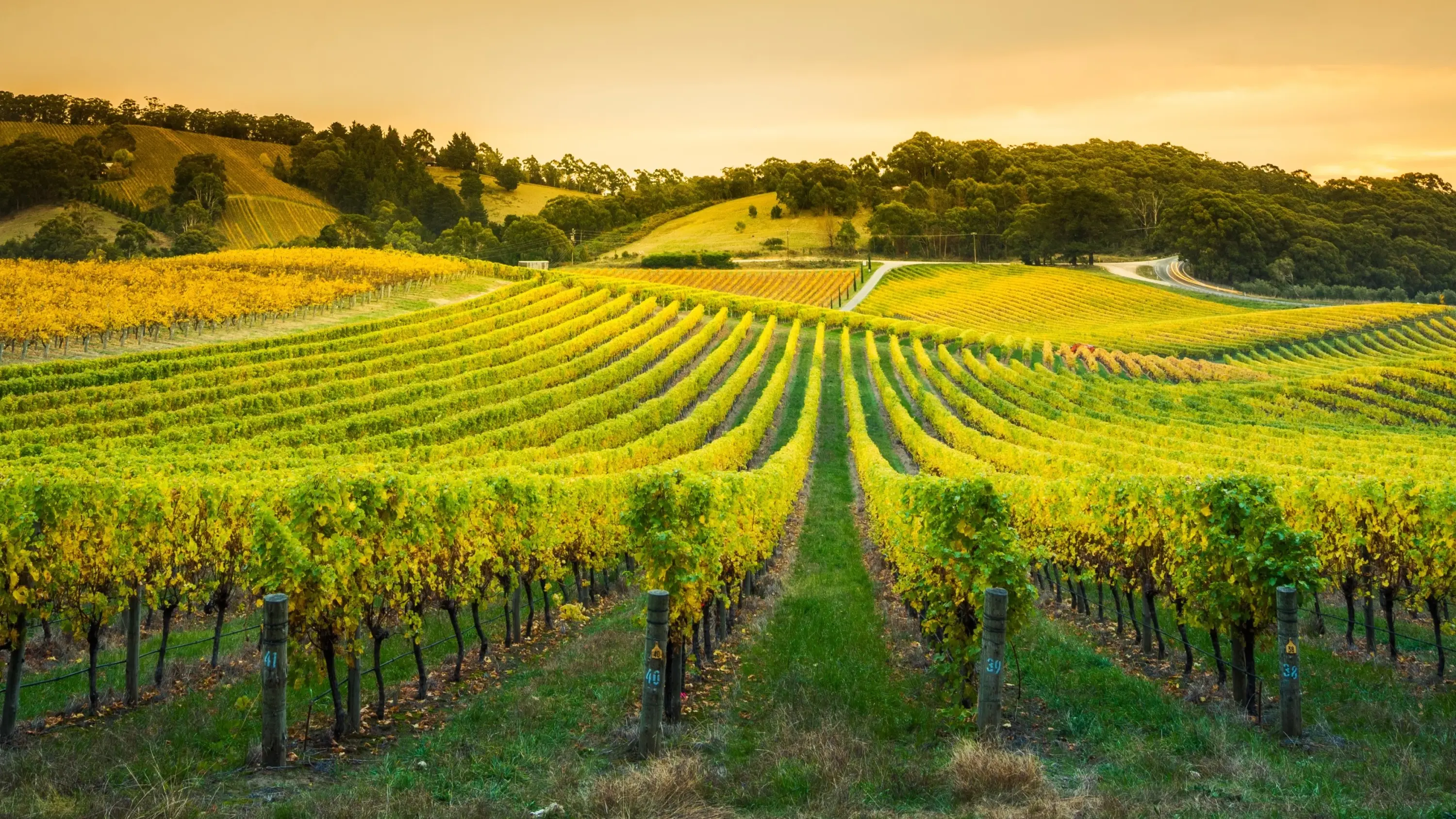 A vineyard with rows of leafy vines in the Adelaide Hills at dusk. Image credit: adobe.stock.com