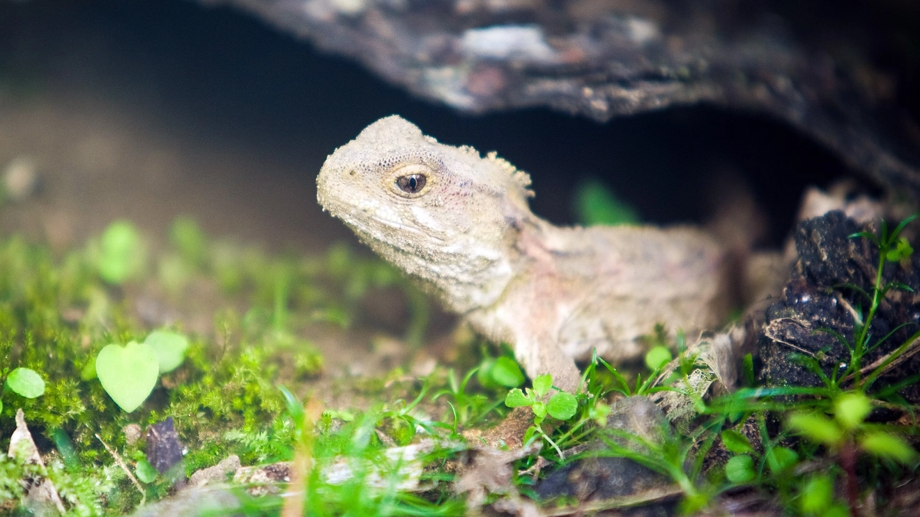 Close up of a tuatara, a bone-coloured, rare native reptile, surrounded by logs and greenery at Zealandia, Wellington, New Zealand. Image credit: WellingtonNZ